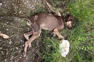 Rescue Poor Abandoned Dog Only Bones and Skins Cover Ticks, Fleas Without Hope