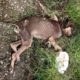 Rescue Poor Abandoned Dog Only Bones and Skins Cover Ticks, Fleas Without Hope