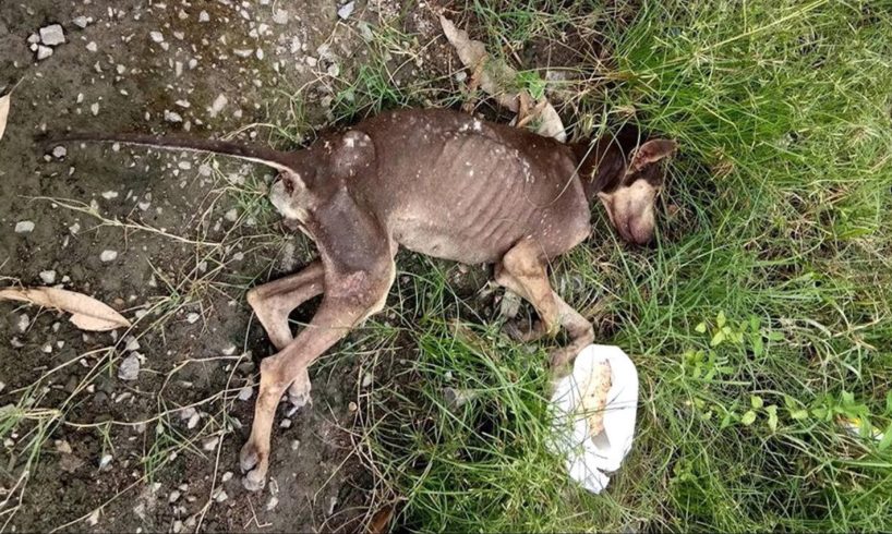 Rescue Poor Abandoned Dog Only Bones and Skins Cover Ticks, Fleas Without Hope