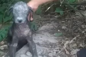 Rescue Poor Abandoned Dog in Severe Demodex, Can not Open Eyes because Disease | Heartbreaking