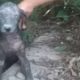 Rescue Poor Abandoned Dog in Severe Demodex, Can not Open Eyes because Disease | Heartbreaking