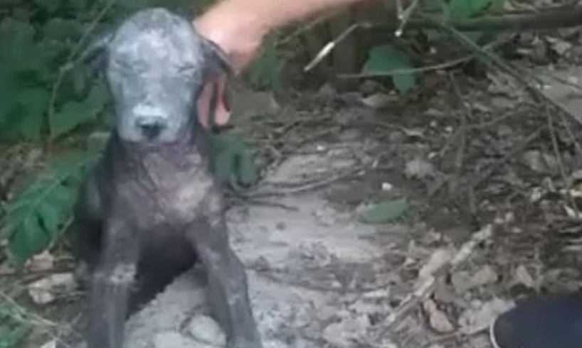 Rescue Poor Abandoned Dog in Severe Demodex, Can not Open Eyes because Disease | Heartbreaking