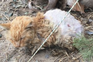 Rescue Poor Cat  extremely malnourished and severely dehydrated | Heartbreaking