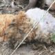 Rescue Poor Cat  extremely malnourished and severely dehydrated | Heartbreaking