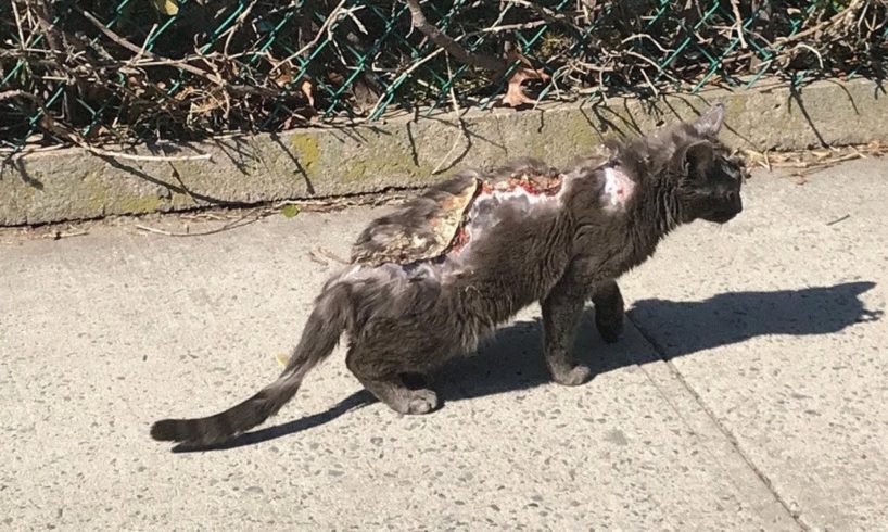 Rescue Poor Cat was Abused sloughing off of his body, Open Sores and wounds.