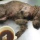 Rescue Poor Dog Abandoned after used for breeding, Cover Hundreds Huge Ticks