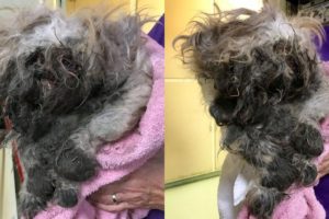 Rescue Poor Dog Covered in Maggots, succumbed in Abuse Case | Amazing Transformation