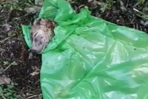 Rescue Poor Dog Is Dying In Plastic Bag With Only 1% Survive & Incredible Recovery