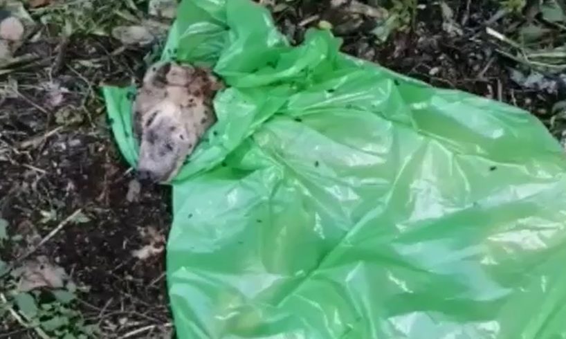 Rescue Poor Dog Is Dying In Plastic Bag With Only 1% Survive & Incredible Recovery