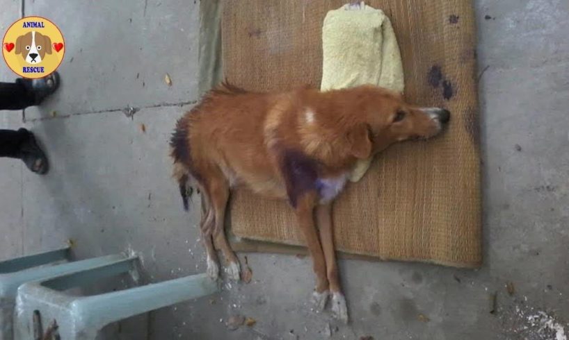 Rescue Poor Dog Lying Waiting For Death at the Temple