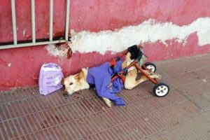 Rescue Poor Dog Paralyzed Hind Legs Dumped On Street With Broken Wheelchair | Full Transformation