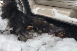 Rescue Poor Dog That Almost Froze Under The Ground With His Shrill Cry Will Broke Your Heart