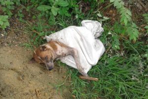 Rescue Poor Dog Tied Up & put in Sack Thrown into the Canal by Monster People | Heartbreaking