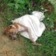 Rescue Poor Dog Tied Up & put in Sack Thrown into the Canal by Monster People | Heartbreaking
