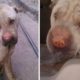 Rescue Poor Dog Was Abandoned In The Platform & Amazing Transformation
