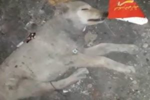 Rescue Poor Dog Was Beaten So Brutally Make He Lying Motionless