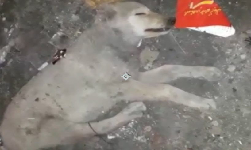 Rescue Poor Dog Was Beaten So Brutally Make He Lying Motionless