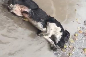 Rescue Poor Dog Was Blind & Was Struggling In Puddle On The Street