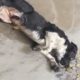 Rescue Poor Dog Was Blind & Was Struggling In Puddle On The Street
