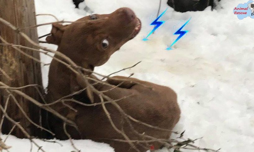 Rescue Poor Dog Was Crying For Help Outside The Cold Winter