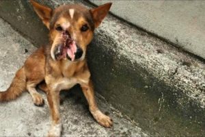 Rescue Poor Dog Was Cut off Half of His Face and Amazing Recovery [FULL]