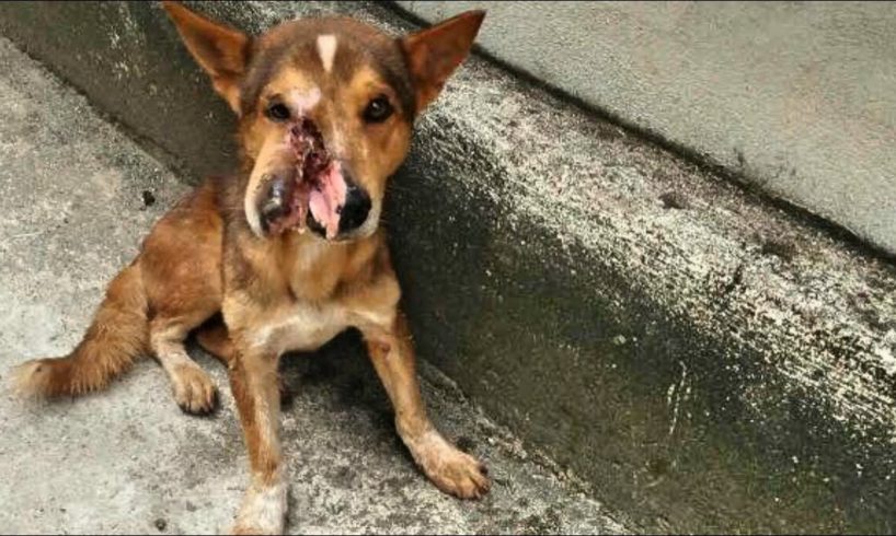 Rescue Poor Dog Was Cut off Half of His Face and Amazing Recovery [FULL]