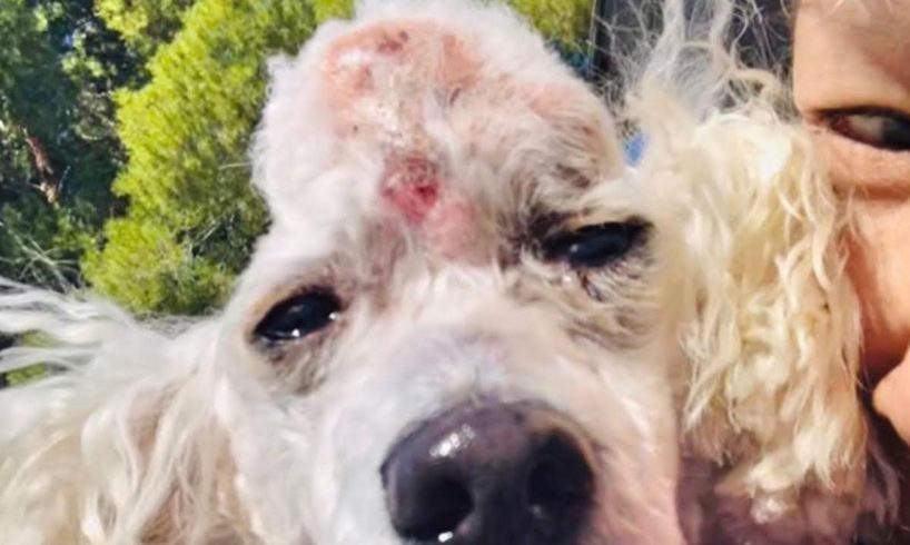 Rescue Poor Dog Was Dumped at Shelter Because Of Big Tumor On Her Head