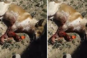 Rescue Poor Dog Was Hit To Broken Arms To Death By A Devil Person