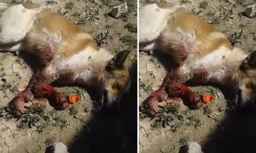 Rescue Poor Dog Was Hit To Broken Arms To Death By A Devil Person