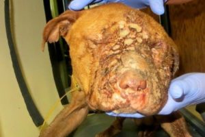 Rescue Poor Dog Who Victim of Vicious attack Cover 10000 Maggots | Amazing Transformation