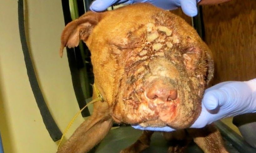 Rescue Poor Dog Who Victim of Vicious attack Cover 10000 Maggots | Amazing Transformation
