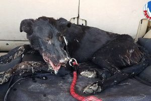 Rescue Poor Dog With A Start Of Being Fed Razor Blades And a Happy Ending