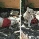 Rescue Poor Dog hurdled the pain, the sickness and trauma - Miracle Story For Life, Love