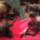 Rescue Poor Dog only BONES & SKINS severely emaciated nearly death | Amazing Transformation