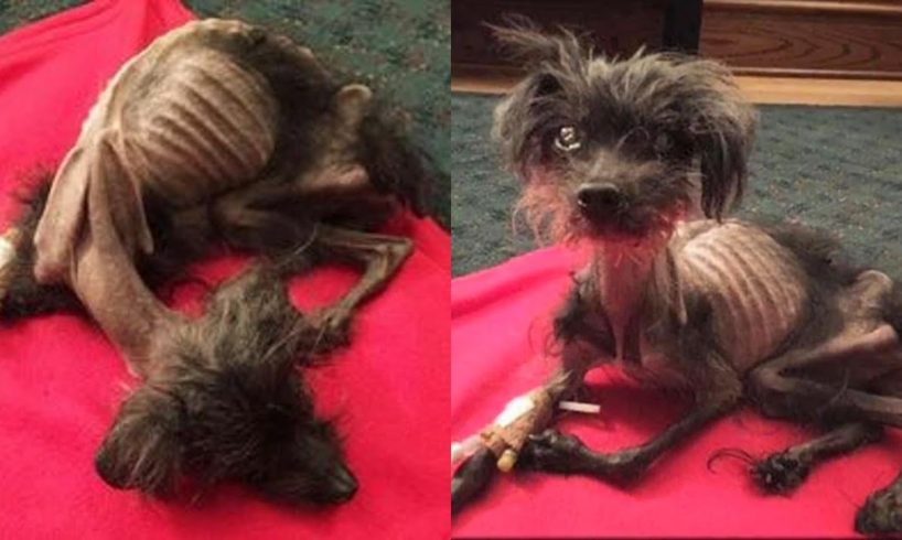 Rescue Poor Dog only BONES & SKINS severely emaciated nearly death | Amazing Transformation