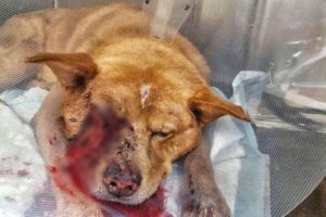 Rescue Poor Dog protect a child was Beat to Head with A BAT broken jaw, teeth, right eye removed