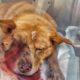 Rescue Poor Dog protect a child was Beat to Head with A BAT broken jaw, teeth, right eye removed