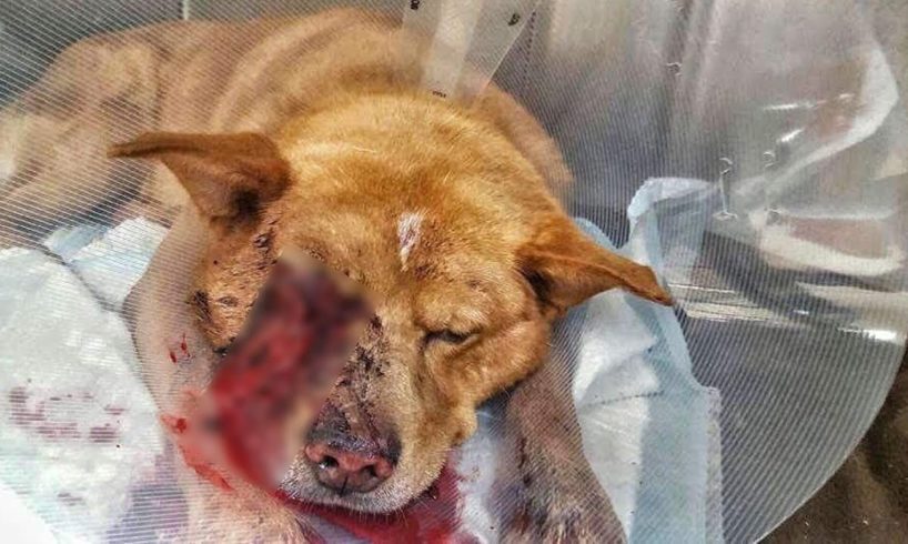 Rescue Poor Dog protect a child was Beat to Head with A BAT broken jaw, teeth, right eye removed