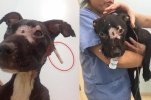 Rescue Poor Dog was Abused by Owner as A BAIT DOG | Heartbreaking
