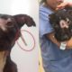 Rescue Poor Dog was Abused by Owner as A BAIT DOG | Heartbreaking