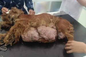 Rescue Poor Dog with Biggest TUMOR was Abandoned by her Owner after many times Breed