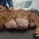 Rescue Poor Dog with Biggest TUMOR was Abandoned by her Owner after many times Breed