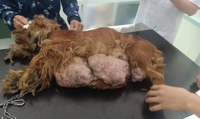 Rescue Poor Dog with Biggest TUMOR was Abandoned by her Owner after many times Breed