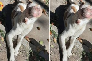 Rescue Poor Dogs Has A Huge Tumor Make Covered Entire Face
