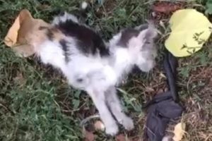 Rescue Poor Kitten Almost dead, Lying on the street, alone, cold, powerless | Heartbreaking