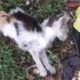 Rescue Poor Kitten Almost dead, Lying on the street, alone, cold, powerless | Heartbreaking