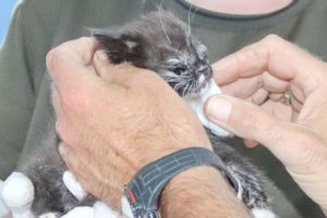 Rescue Poor Kitten Full Fleas, Lice Totally Blind