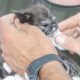 Rescue Poor Kitten Full Fleas, Lice Totally Blind