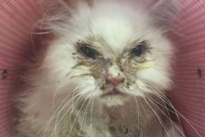 Rescue Poor Kitten Matted Fur, Anorexia & Infections pulled from a kill shelter