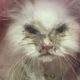 Rescue Poor Kitten Matted Fur, Anorexia & Infections pulled from a kill shelter